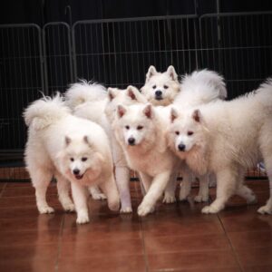 Pup Social Pre Launch 30mins Session