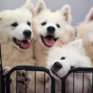 Pup Social Pre Launch 45 mins Session